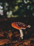 Macro photo of small fly agaric mushroom on a blurred background