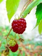 Red Raspberries in a garden