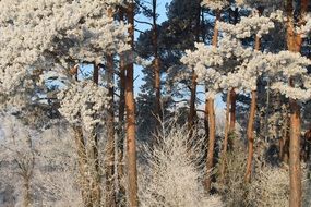 winter forest on a sunny day
