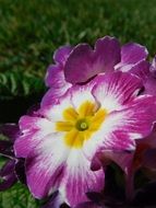 primrose flower in the garden close-up on blurred background