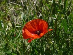 red poppy among green grass under the bright sun