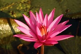 bright pink water lily flower close up