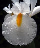 white iris petal in dew