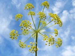 geometric flower on a background of blue sky with clouds