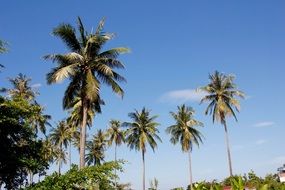 palm trees on the Indian Ocean in Thailand