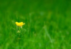 yellow buttercup on a summer meadow