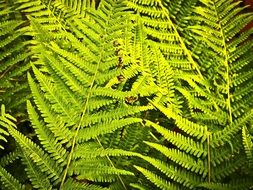 Fern Nature Plant