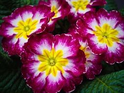 red and white flowers with a yellow middle in the garden