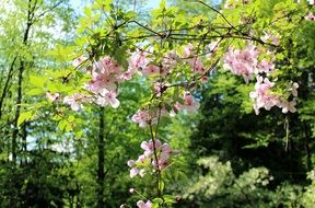 pink spring flowers on a green tree background