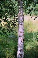 tall white birch trunk in the forest