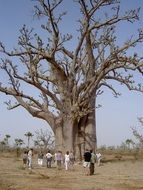 old Baobab tree in Senegal