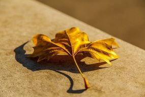 Dried yellow leaf