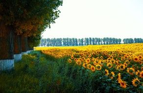 blooming Sunflowers in field, countryside landscape