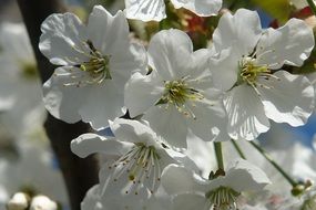 blooming white flowers on a branch close-up