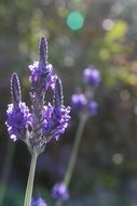 bright purple lavender flower