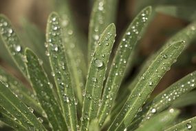 green leaf in raindrops close up