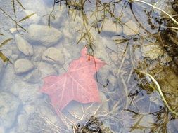 Alone leaf in a pond