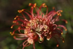 Grevillea Outdoor