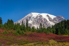 Alpine forest on a background of snowy mountains
