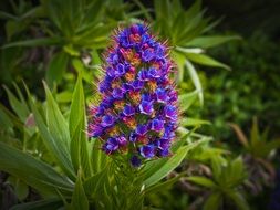 exotic purple flowe