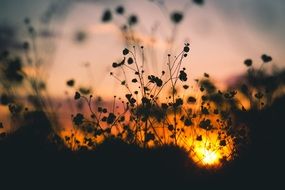 silhouettes of meadow flowers at sunset