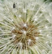 fluffy Dandelion with Seeds macro