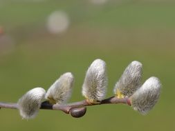 closeup view of willow branch