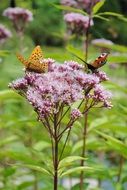 tiger butterfly and peacock butterfly on a purple flower