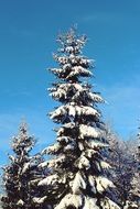 Snowy tree in a forest on a sunny day