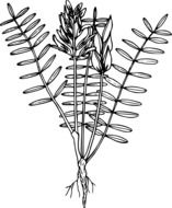 image of a field flower