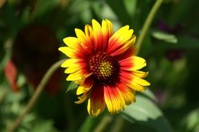 yellow-red daisy in the sun