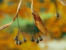 Golden leaves on the tree in autumn