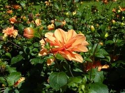 orange dahlias in the garden