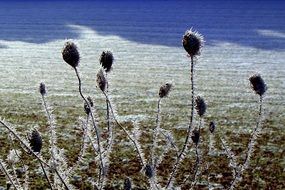 frosted wild shrub