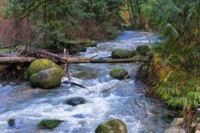 foamy Creek streaming through forest, canada, british columbia