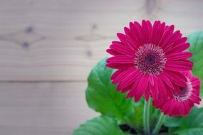 red gerbera flowers potted