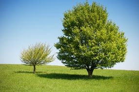 two young trees on a green meadow