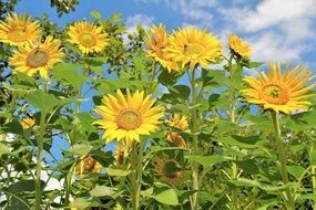 incredible beauty Sunflower Field