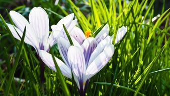 closeup photo of light purple crocus blossoms in spring