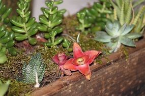 red and green Succulents growing in container