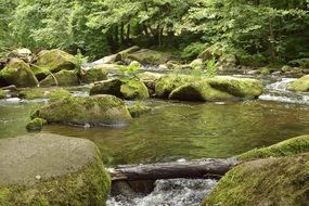 stones in the river among the deciduous forest