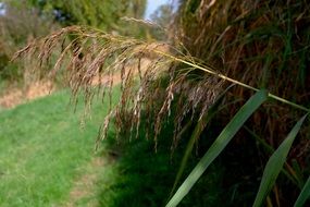 closeup view of Reed on autumn field