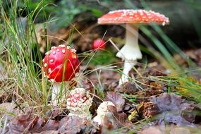 amanita in the forest among the dry leaves