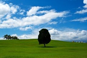 picturesque green meadow with one tree