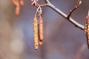 Inflorescence on the tree in spring