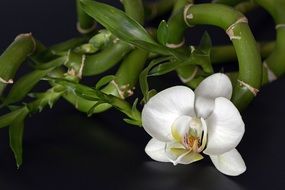 Beautiful white orchid on the green branch