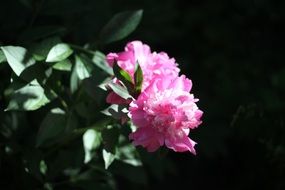 pink peonies in the garden