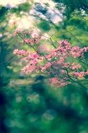 mysterious flowering tree