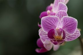 purple-white orchids at blur background