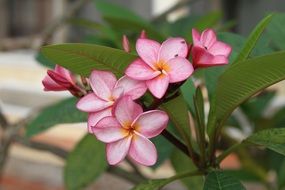 flor de porcelana planta